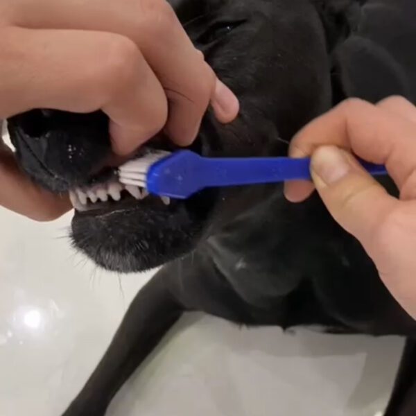 zähne putzen hund